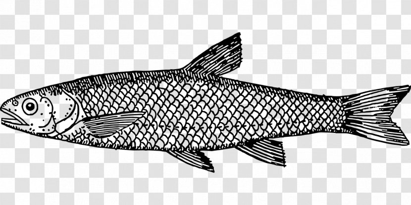 Drawing Fish Line Art Clip Transparent PNG