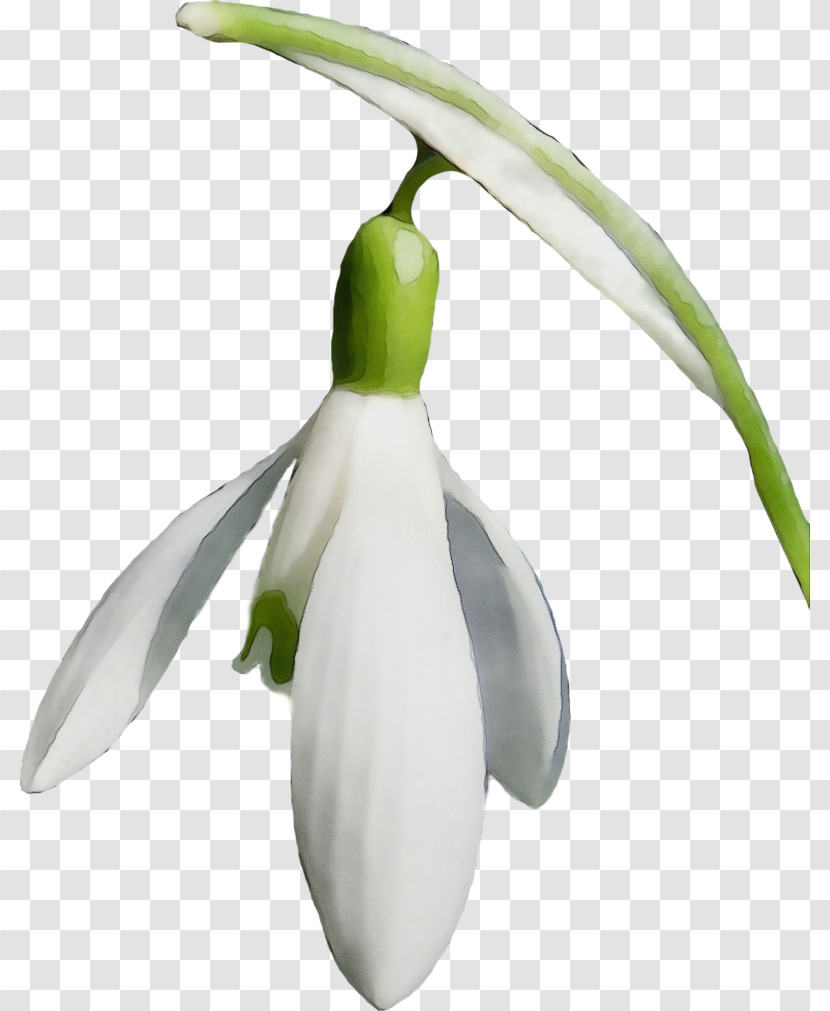 Galanthus Snowdrop Flower Plant Summer Snowflake Transparent PNG