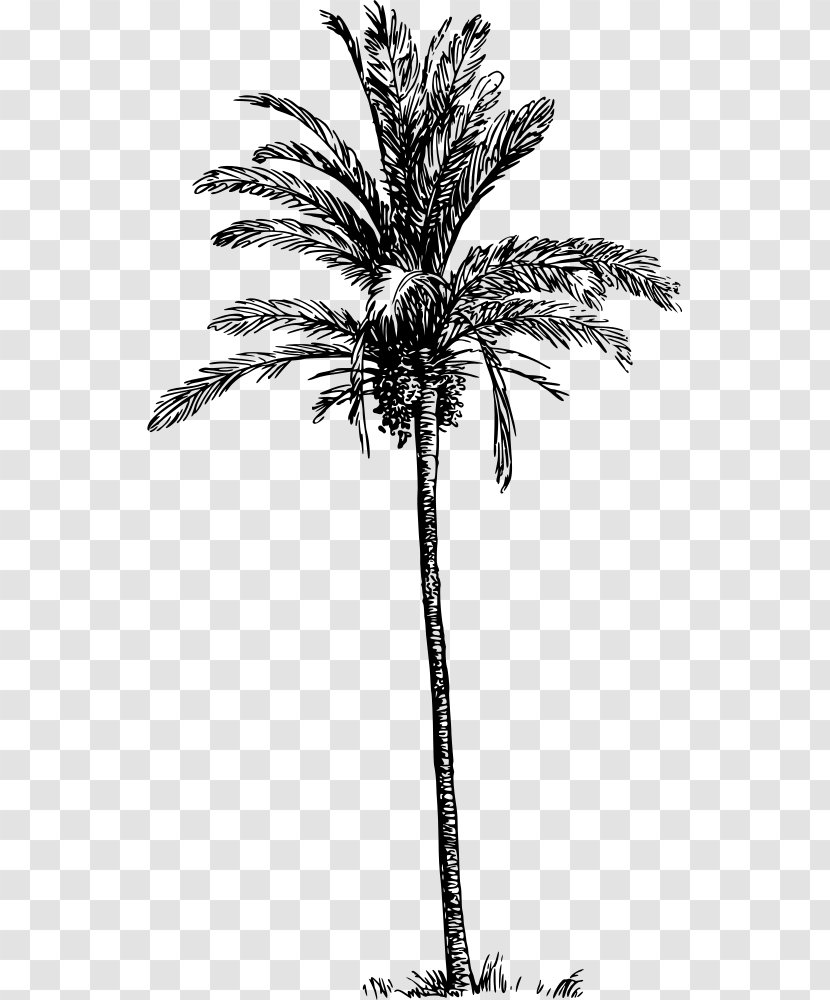 Asian Palmyra Palm Babassu Arecaceae Date Tree - Branch Transparent PNG