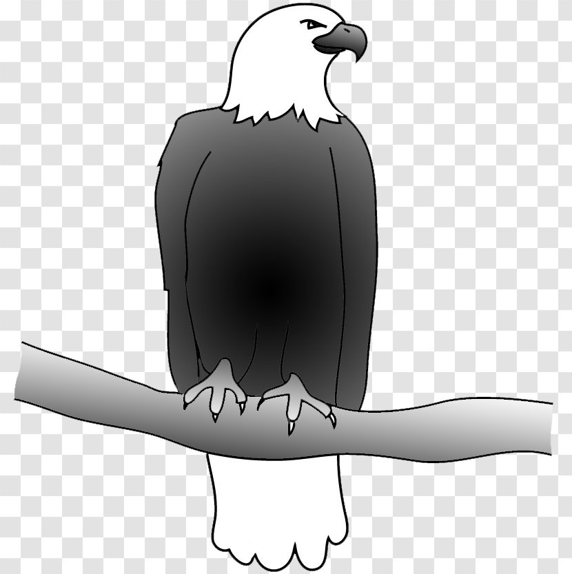 Bald Eagle Bird Golden Clip Art - Neck - Sketch Transparent PNG