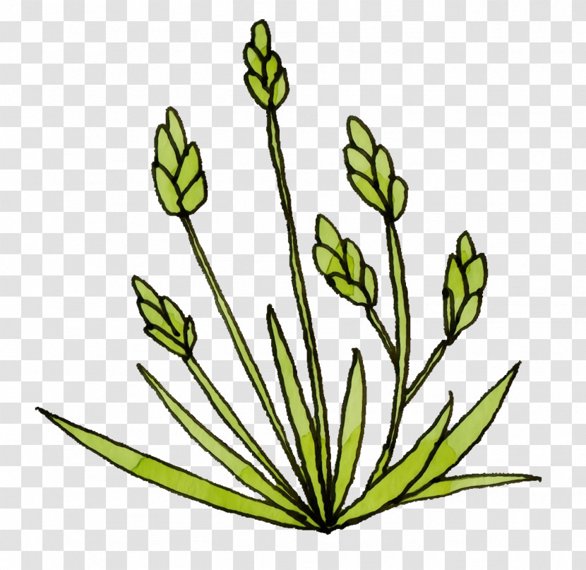 Plant Stem Cut Flowers Leaf Grasses M-tree Transparent PNG