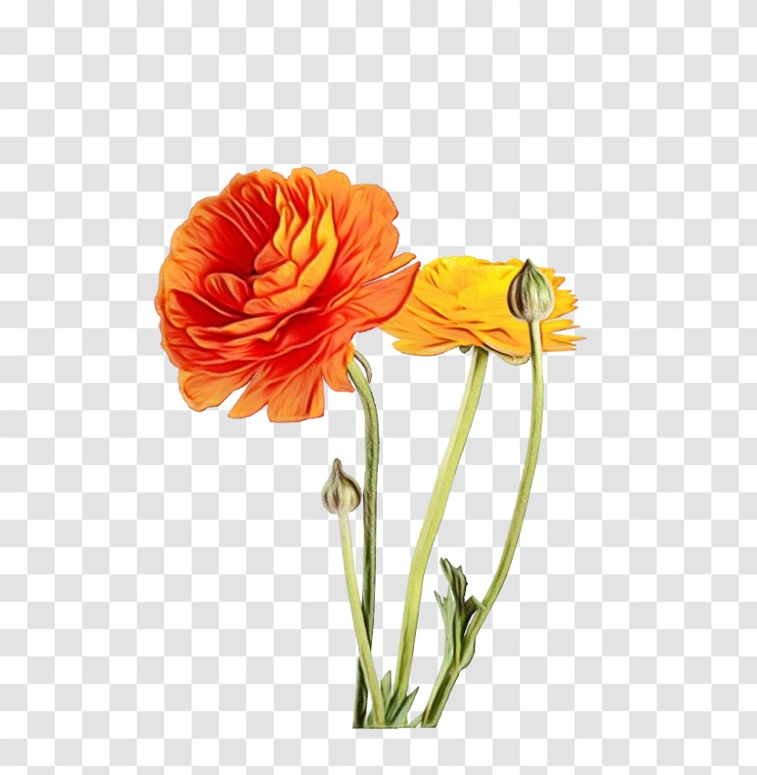 Watercolor Flower Background - Persian Buttercup - Pedicel Coquelicot Transparent PNG