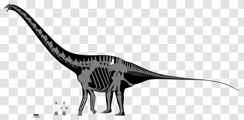 Apatosaurus Diplodocus Tyrannosaurus Argentinosaurus Brachiosaurus - Dinosaur Transparent PNG