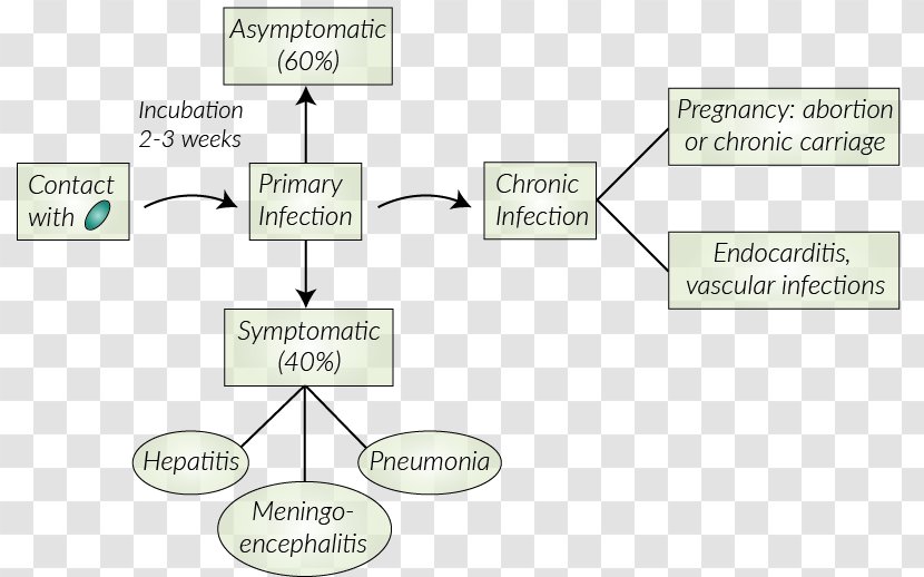 Q Fever Coxiella Burnetii Disease Symptom Infection - Communication Transparent PNG