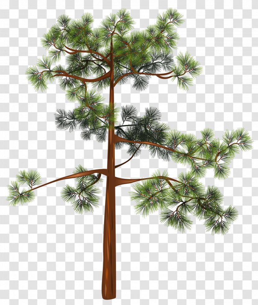 Pine Tree Clip Art - Plant Stem Transparent PNG