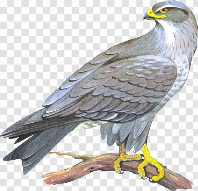 Bald Eagle Drawing Clip Art - Bird - Falcon Transparent PNG