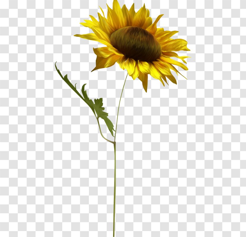 Common Sunflower PhotoScape Clip Art - Gimp - Girasoles Transparent PNG