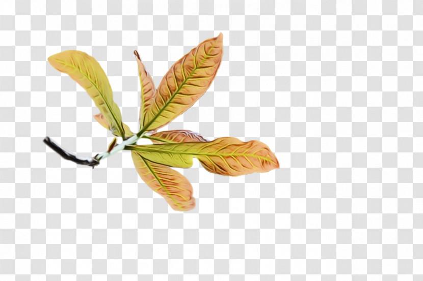 Leaf Tree Twig Plants Science Transparent PNG