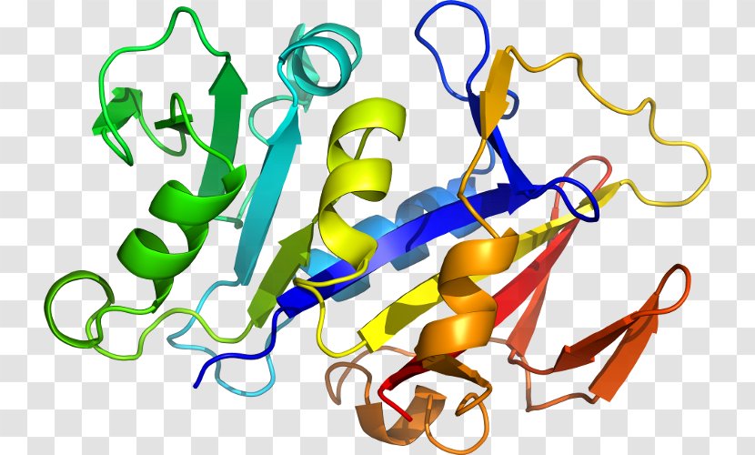 Interleukin-1 Family Interleukin 1 Receptor, Type I Receptor IL1A - Protein - Eema Transparent PNG