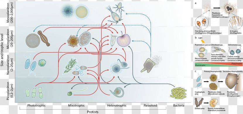 Protist Mixotroph Microbial Ecology Food Web Microorganism Transparent PNG