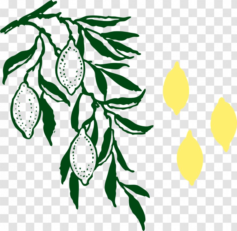 Lemon Branch Clip Art - Leaf - Hand-painted Transparent PNG