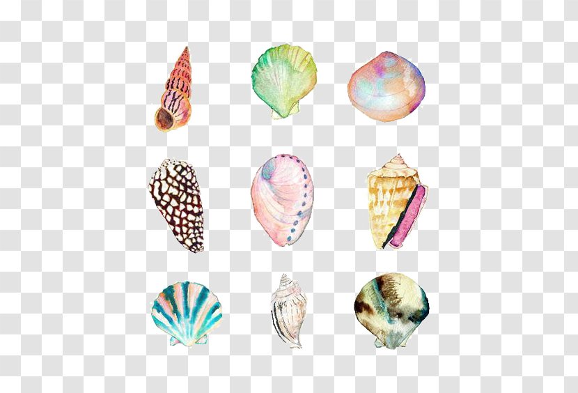 Watercolor Painting Seashell Drawing Beach Illustration - Shell Transparent PNG