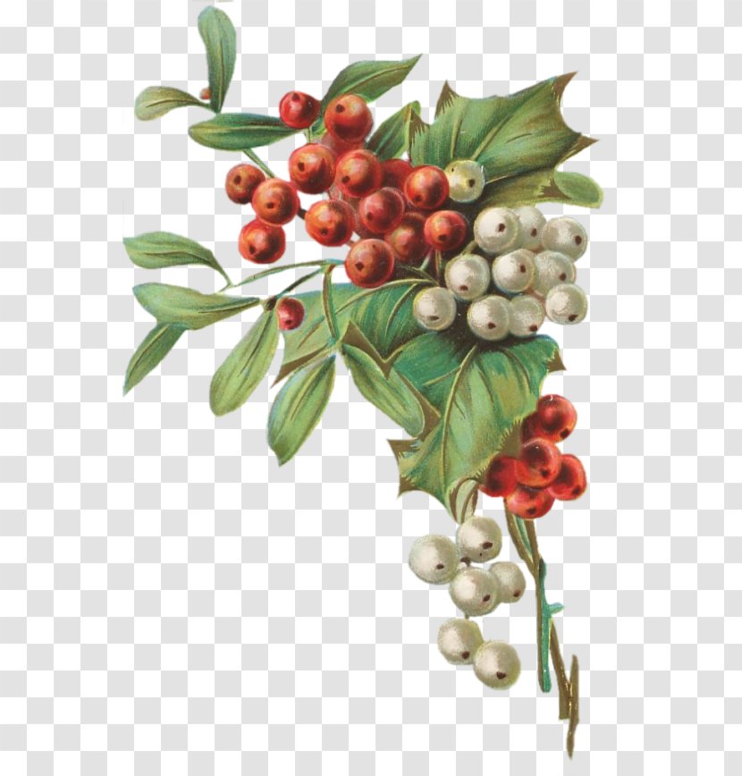Pink Peppercorn Kona Coffee Aquifoliales Lingonberry - Aquifoliaceae - Houx Transparent PNG