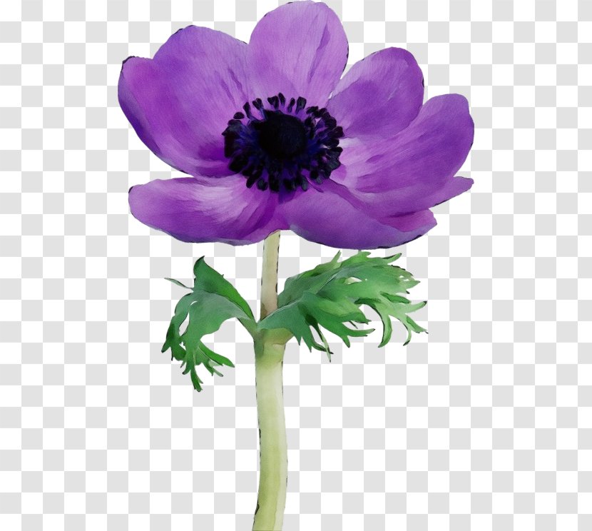 Purple Watercolor Flower - Cut Flowers - Viola Wildflower Transparent PNG