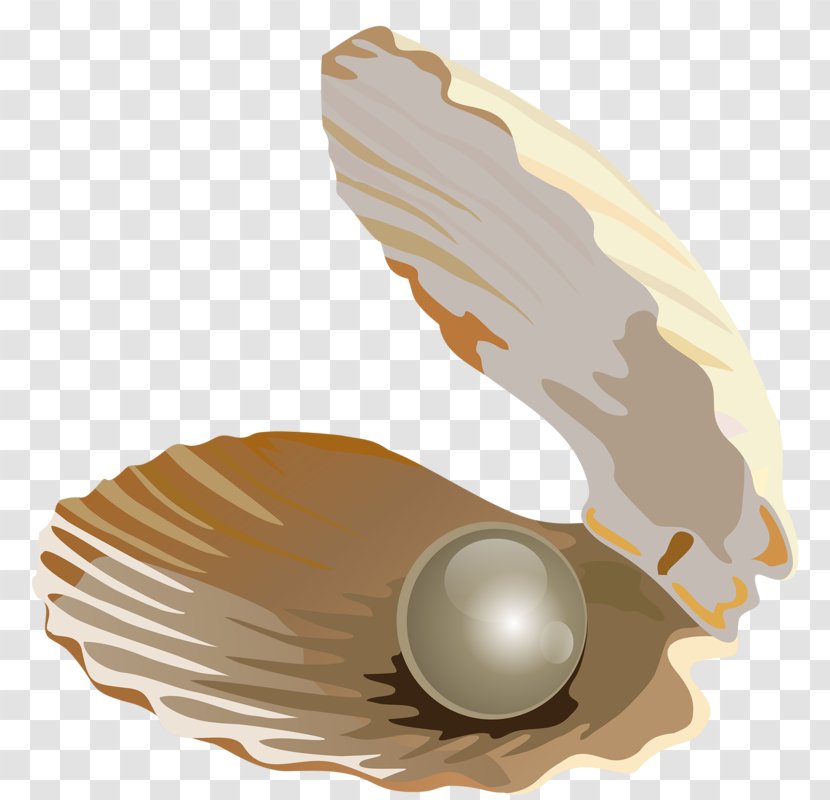 Seashell Pearl Download Jewellery - Google Images - Shell Transparent PNG