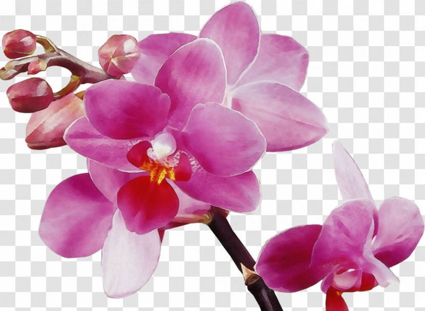 Flower Moth Orchid Petal Pink Violet - Lilac Flowering Plant Transparent PNG