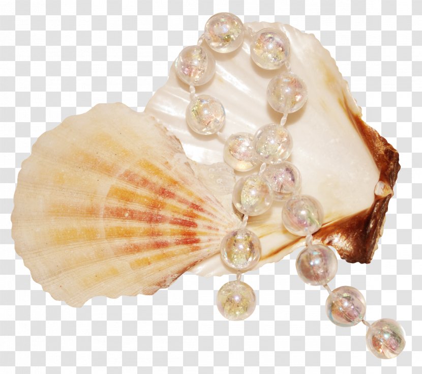 Seashell Pearl Mollusc Shell Transparent PNG
