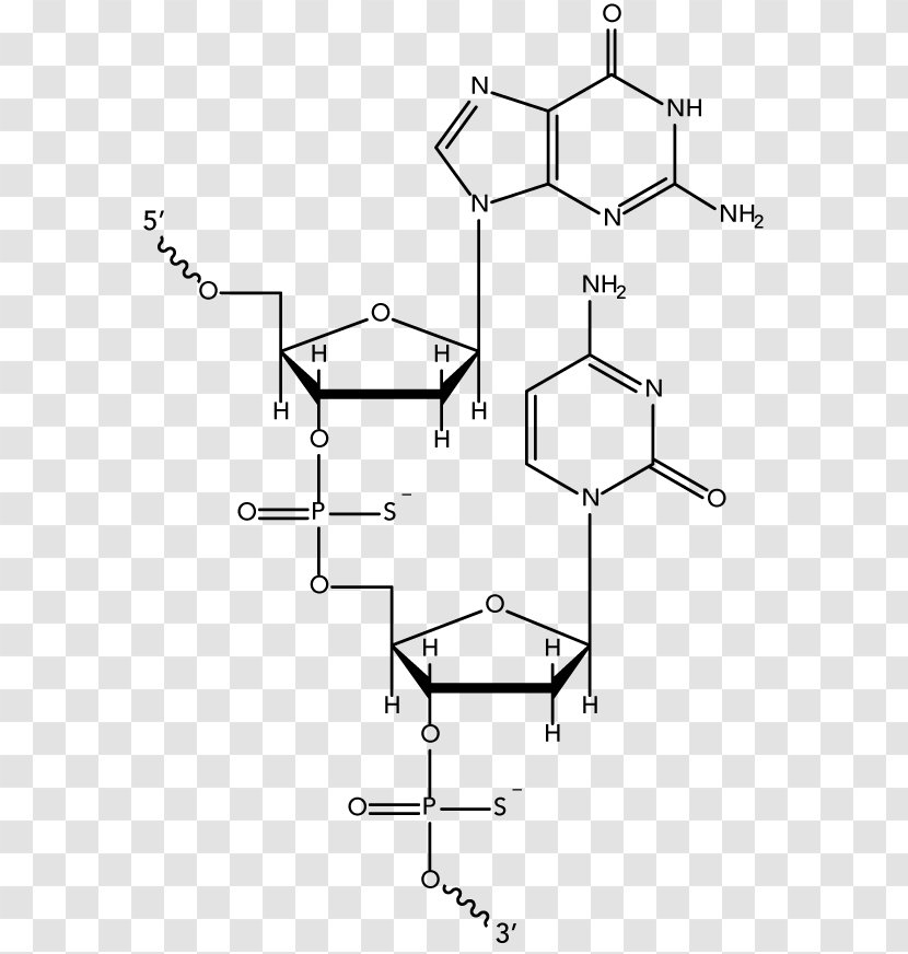 Molecular Models Of DNA Oligonucleotide Nucleic Acid Structure - Tree - Dna Core Transparent PNG