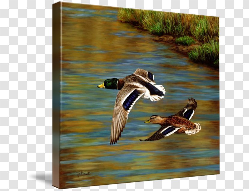 Mallard Duck Painting Goose Forest Transparent PNG