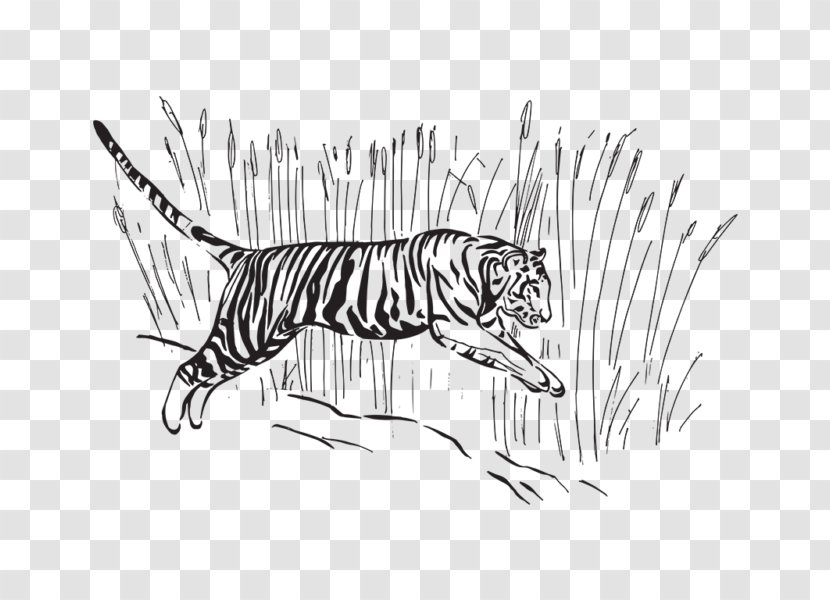 Tiger Line Art Sketch - Big Five Game - Eurasian Lynx Transparent PNG
