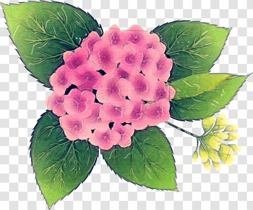 Pink Flower Cartoon - Verbena - Viburnum Impatiens Transparent PNG