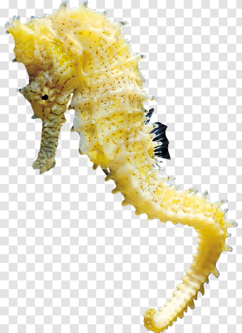 Seahorse Clip Art - Syngnathiformes Transparent PNG