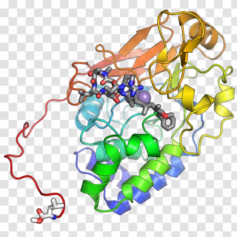 Protein Phosphatase 2 C-terminus - Posttranslational Modification Transparent PNG