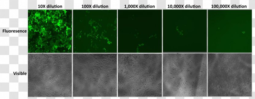 Cell And Tissue Culture Lentivirus Multiplicity Of Infection - Green - Fluorescence Line Transparent PNG