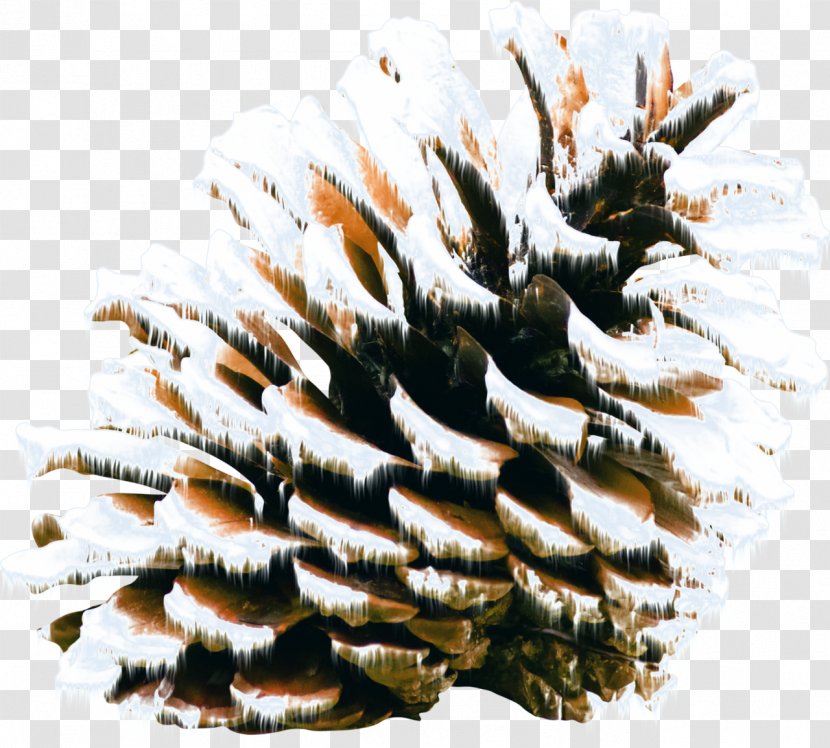 Pine Cone - Family - Tree Transparent PNG