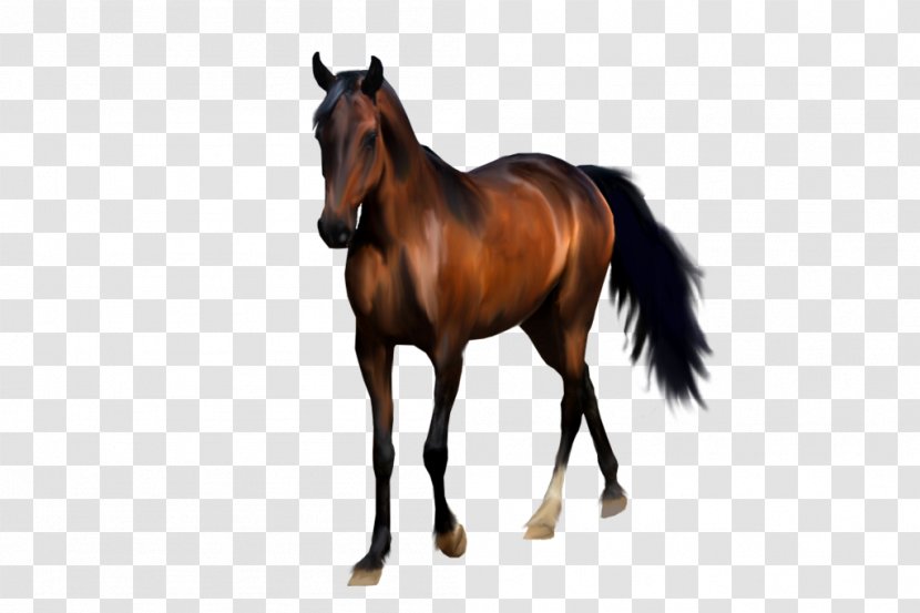 Arabian Horse Mane Mustang Stallion Foal - Pony Transparent PNG