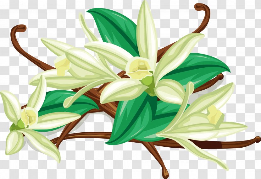 Flat-leaved Vanilla Spice Euclidean Vector - Flower Arranging Transparent PNG