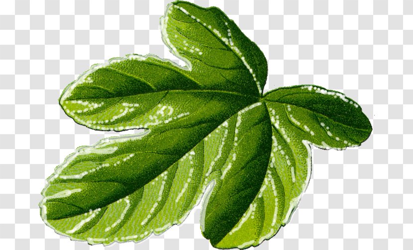 Common Fig Leaf Clip Art Transparent PNG