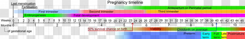 Pregnancy Gestational Age Childbirth Abortion Woman - Timeline Transparent PNG