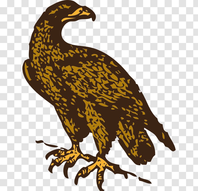 Bald Eagle Golden Clip Art - Hawk Transparent PNG