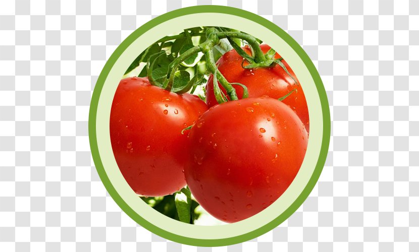 Tomato Vegetable Cultivar Crop Yield Auglis - Native Fruits And Vegetables Transparent PNG