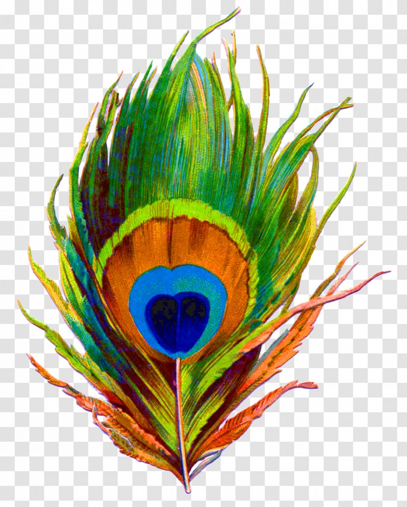 Clip Art Feather Peafowl Image - Vertebrate Transparent PNG