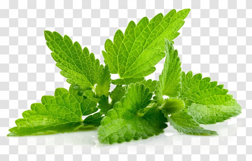 Herb Leaf Peppermint Menthol Patchouli - Flavor - Plant Transparent PNG