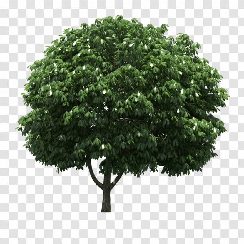 LOFTER Tree - Plant - Gratis Transparent PNG