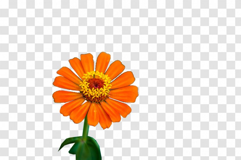 Transvaal Daisy Cut Flowers English Marigold Chrysanthemum Orange S.A. - Petal - Daffodil Transparent PNG