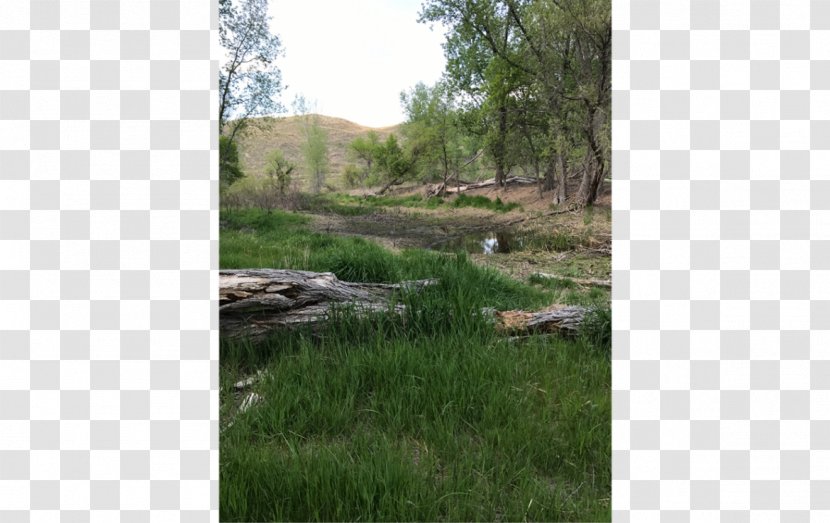 North Platte River Wetland Marsh Plant Community - Biome - Dry Land Transparent PNG