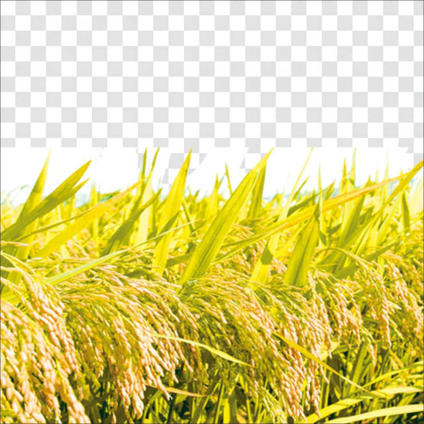 Rice Wallpaper - Commodity Transparent PNG