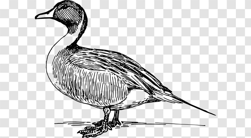 Duck Mallard Goose Clip Art - Water Bird - Drawing Transparent PNG
