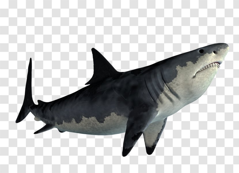 Tiger Shark Great White Jaws Clip Art - Wildlife - Family Transparent PNG