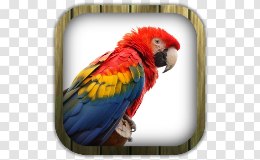 Parrot Bird Scarlet Macaw Blue-and-yellow Budgerigar - Loriini Transparent PNG