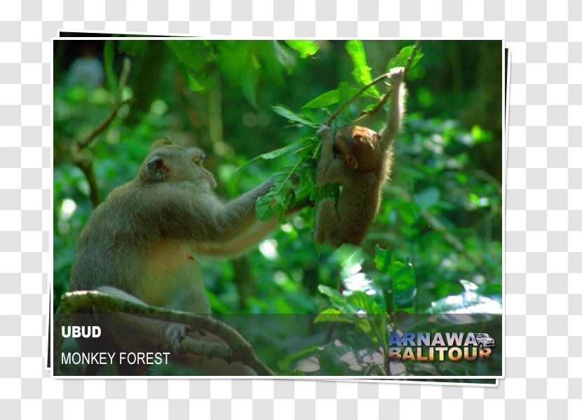 Ubud Monkey Forest Macaque Padangtegal Hotel Travel - Primate - Barong Bali Transparent PNG
