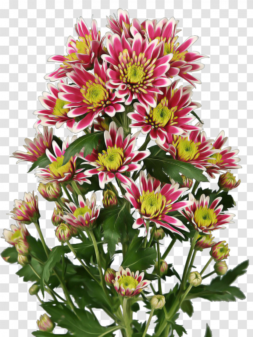 Floral Design Transparent PNG