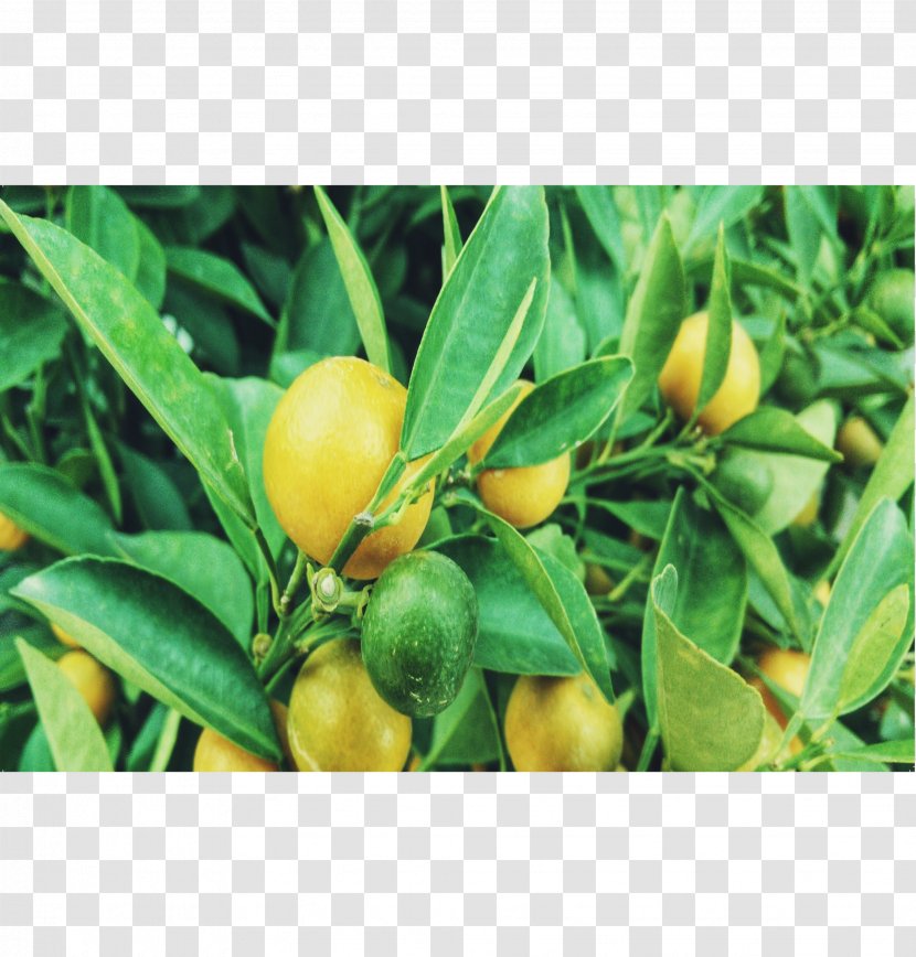 Habanero Bird's Eye Chili Tabasco Pepper Citrus - Lemon Tree Transparent PNG
