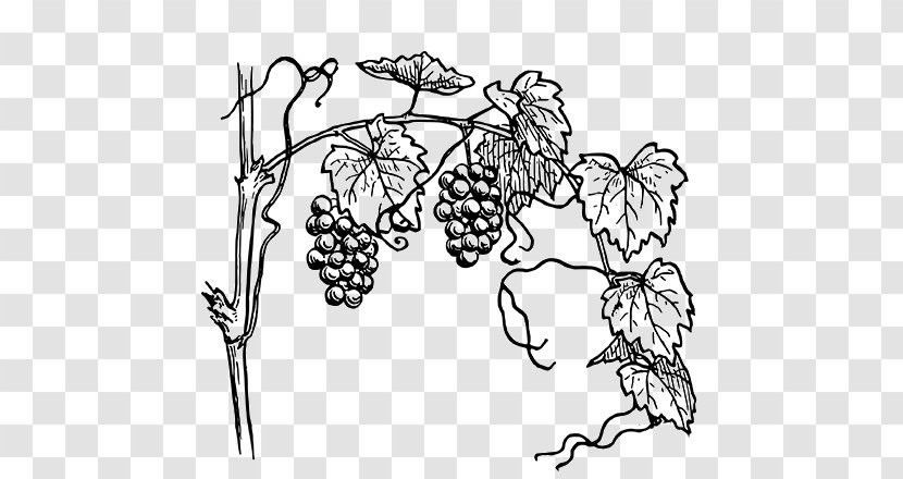 Drawing Grape Image Sketch Clip Art - Botany - Vineyard Transparent PNG