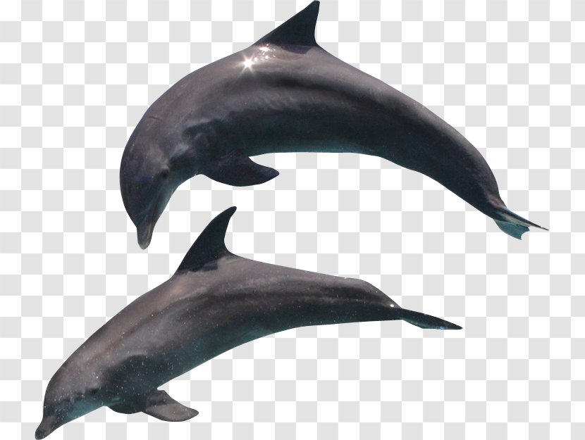 Common Dolphin - Oceanic Transparent PNG