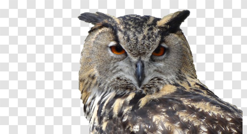 Snowy Owl Bird Great Horned Eurasian Eagle-owl - Barn Transparent PNG